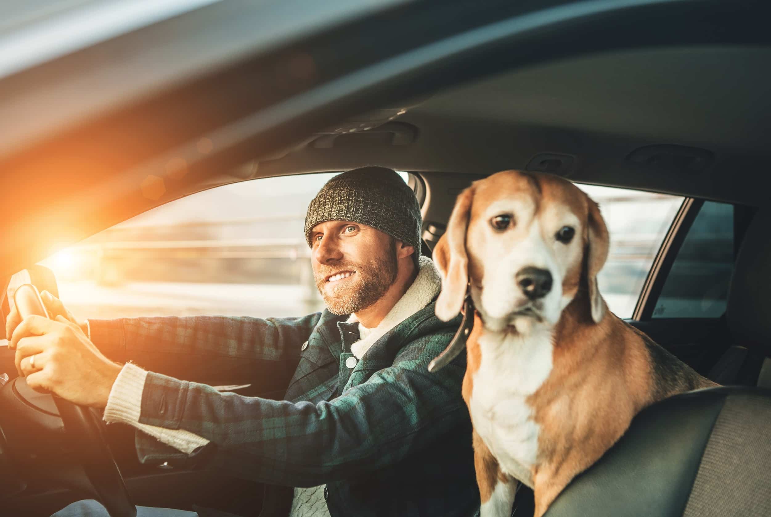 Understanding Dog Panting in the Car Causes, Risks, and Solutions