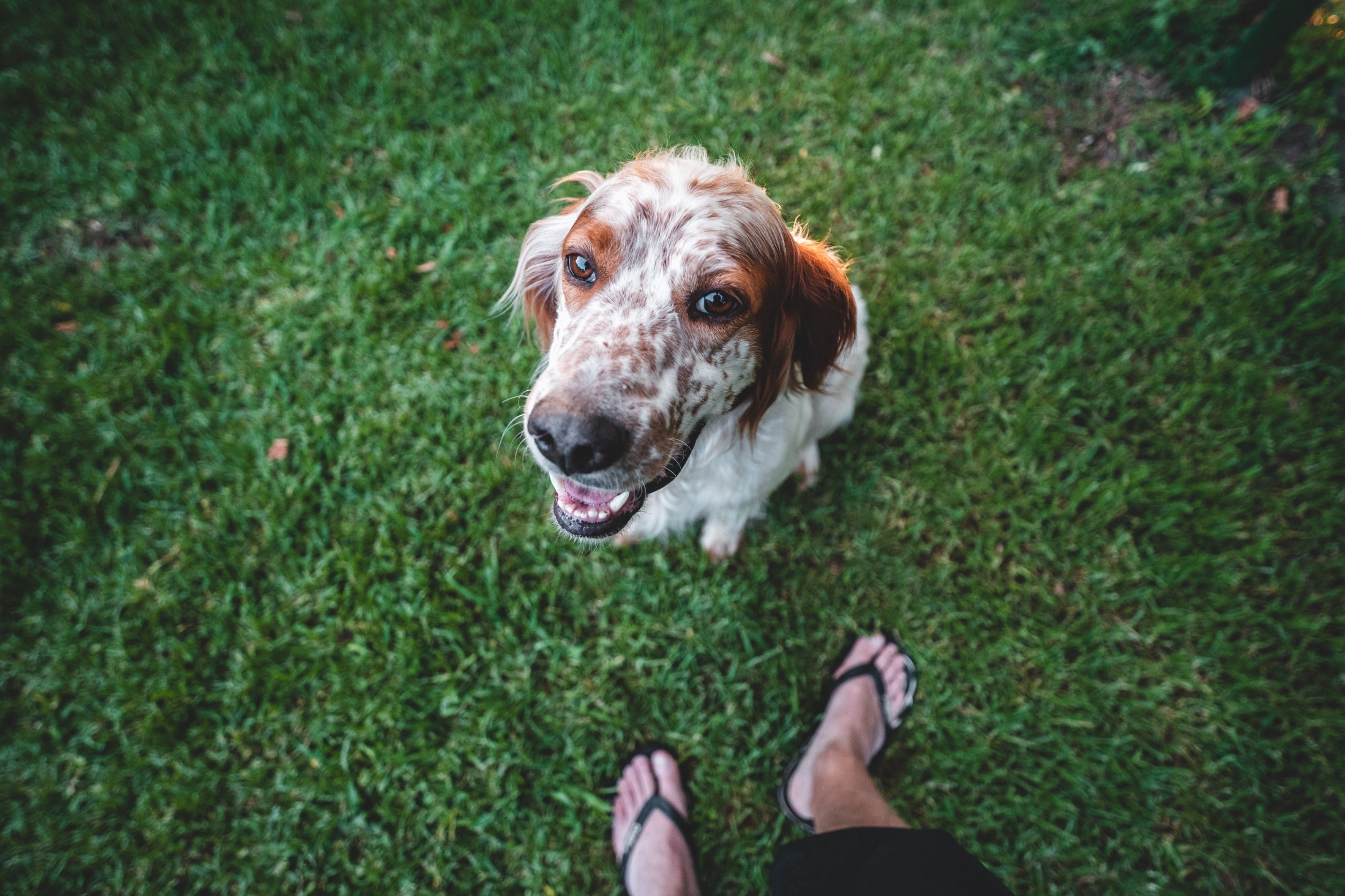 how-long-is-1-dog-year-pawsomebarks