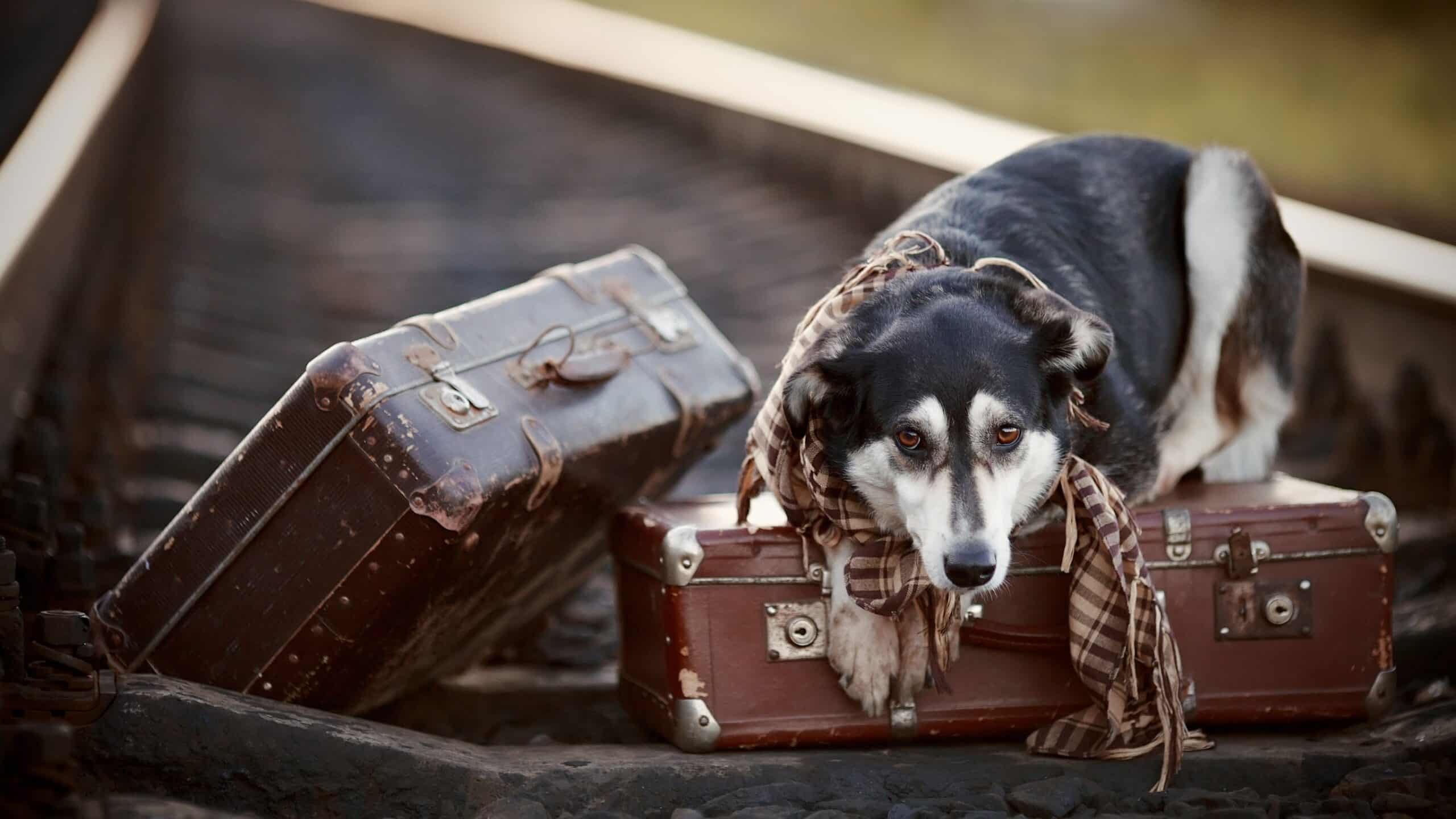 How to Help a Dog with Travel Anxiety (Updated 2024) PawsomeBarks